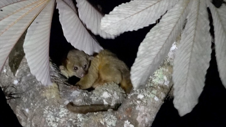 Kinkajou (Colombia) 2