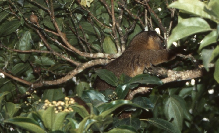 Kinkajou025