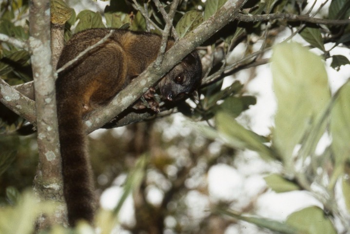 kinkajou095