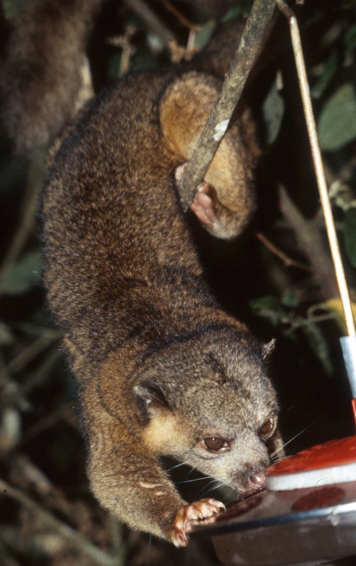 kinkajou096