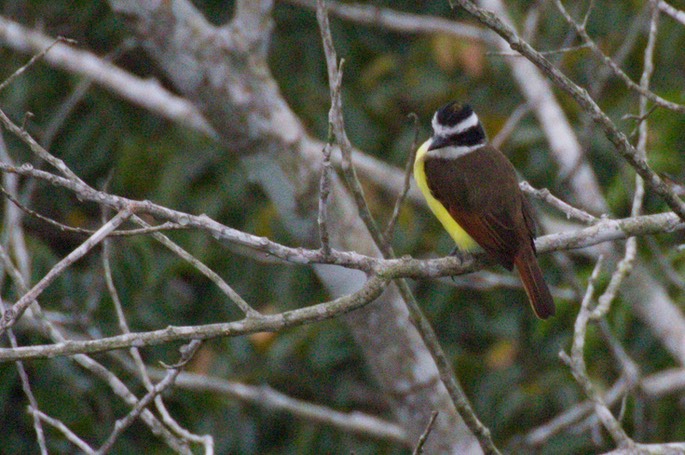 Kiskadee, Great1