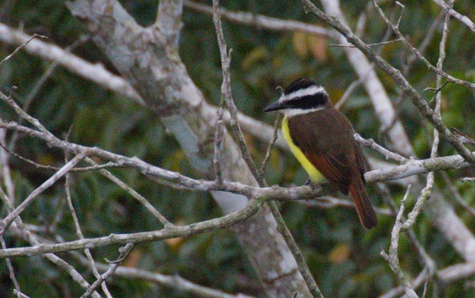 Kiskadee, Great