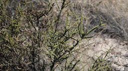 Koeberlinia spinosa 3 Big Bend National Park, Texas