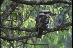 Kookaburra, Laughing 1