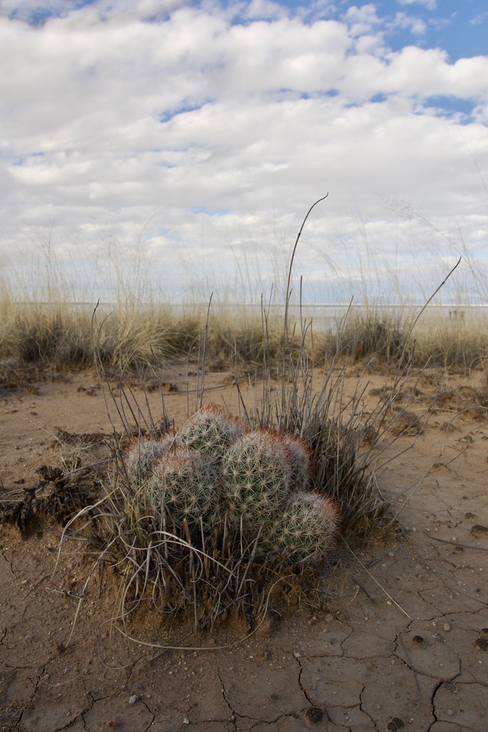 Lake Lucero Cactus 2