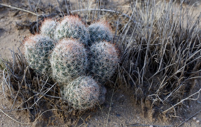 Lake Lucero Cactus