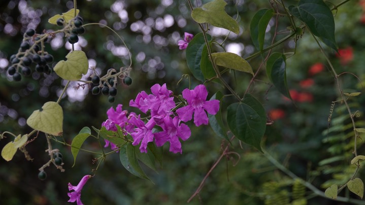 Lamanai, Orange Walk, Belize8