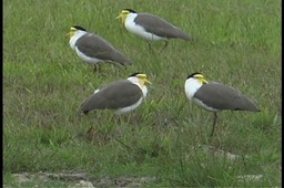 Lapwing, Masked 3