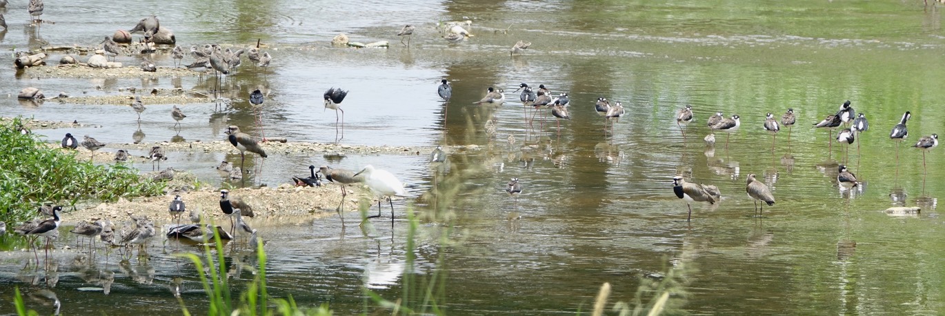 Lapwing, Southern 18-1