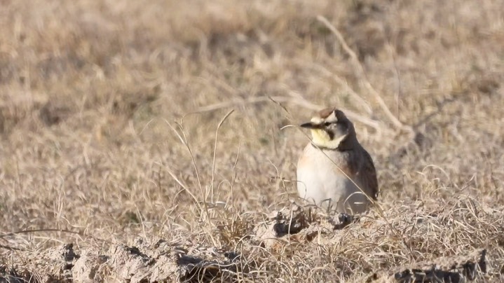 Lark, Horned Kansas 2022 1