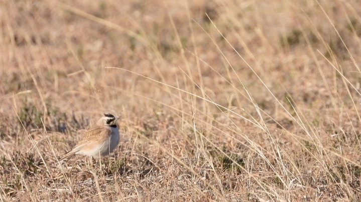 Lark, Horned Kansas 2022 2