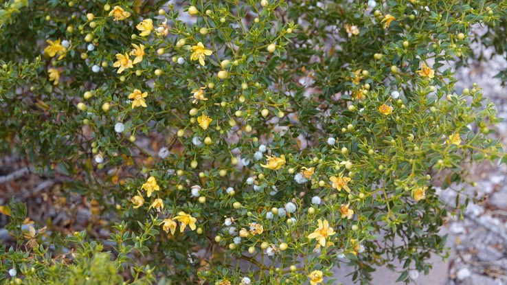 Larrea tridentata, Creosote Bush, 1a Bahia de los Angeles, Baja California