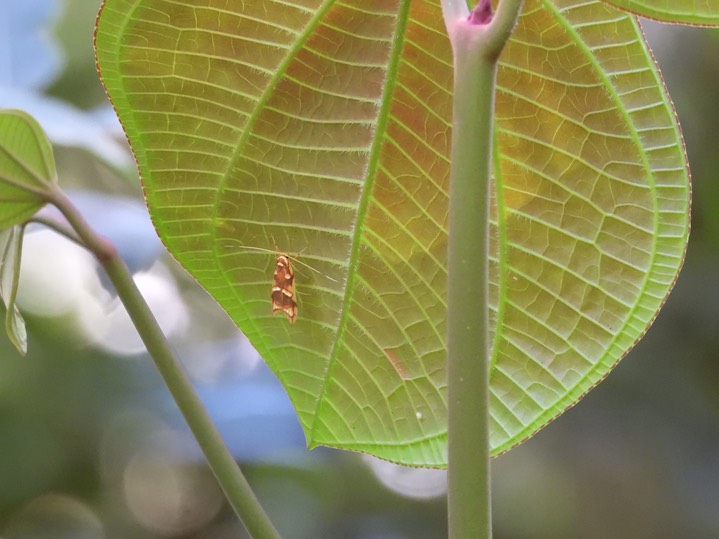 Leaf 2