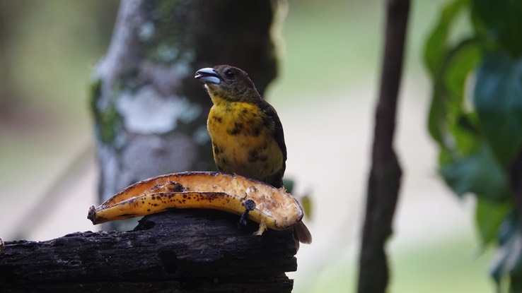 Lemon-rumped Tanager 1