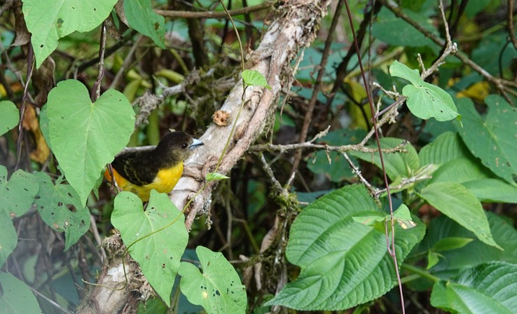 Lemon-rumped Tanager2