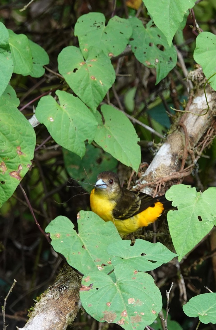 Lemon-rumped Tanager3