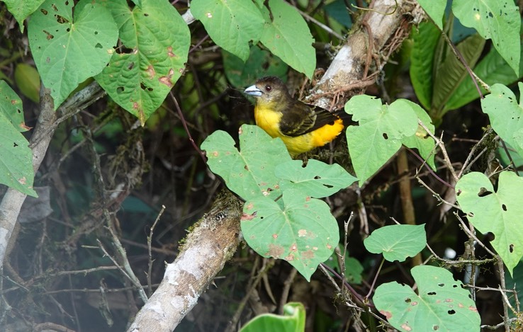 Lemon-rumped Tanager4