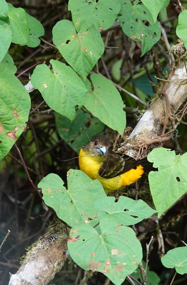 Lemon-rumped Tanager5