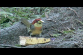 Lemon-throated Barbet