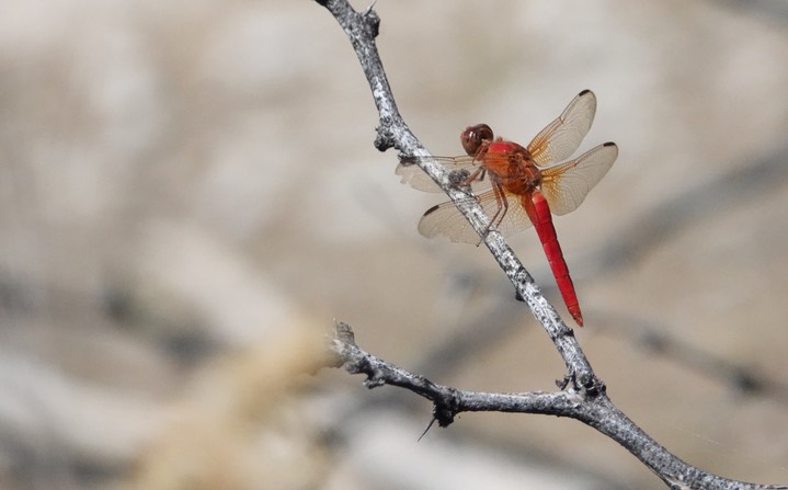 Libellula croceipennis, Neon Skimmer2