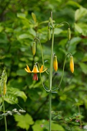 Lilium columbianum 1