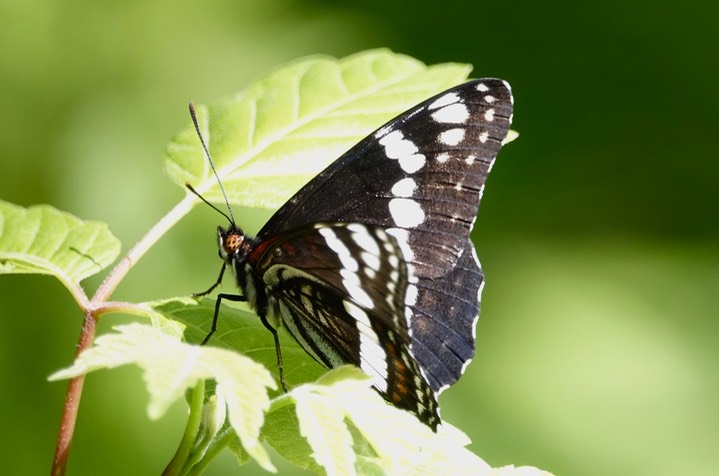 Limenitis weidemeyrii Railroad Canyon 1