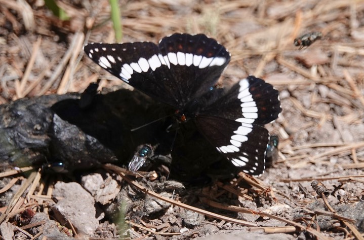 Limenitis weidemeyrii Railroad Canyon5