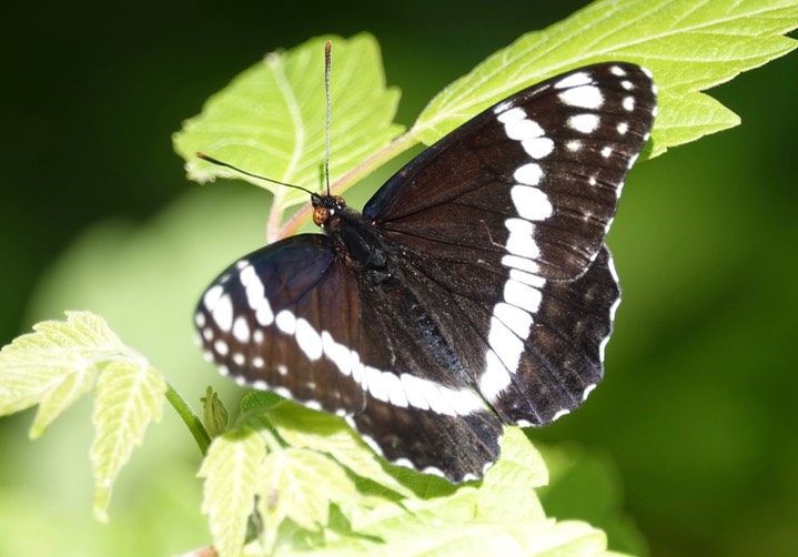 Limenitis weidemeyrii Railroad Canyon3