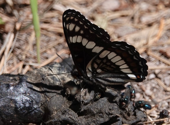 Limenitis weidemeyrii Railroad Canyon6