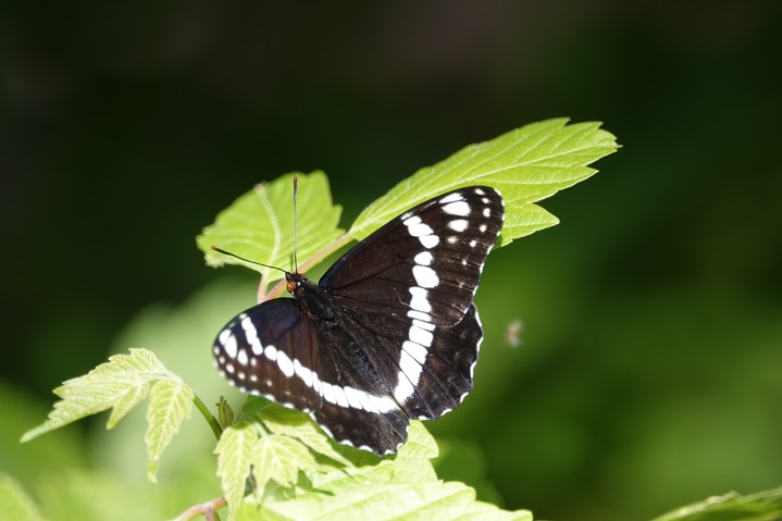 Limenitis weidemeyrii Railroad Canyon2