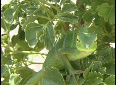 Lizard, Green Forest 1