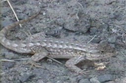 Lizard, Sagebrush 1