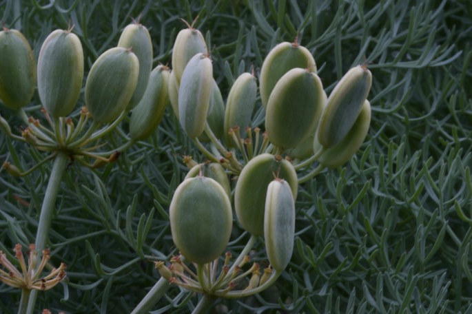 Lomatium columbianum Columbia Desert Parsley Seed Pods Rowena Dell, Columbia River Gorge, Oregon2