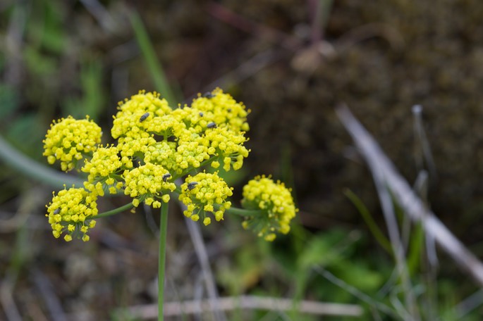 Lomatium grayi Pungent Desert Parsley Rowena Dell, Columbia River Gorge, Oregon1