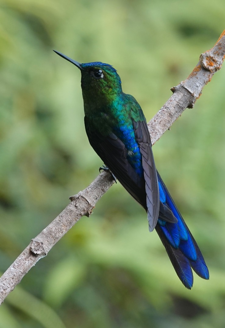 Long-tailed Sylph g1