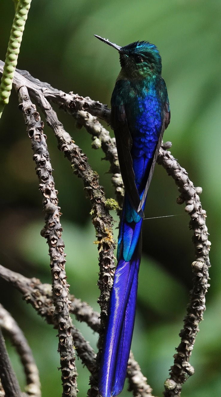 Long-tailed Sylph2