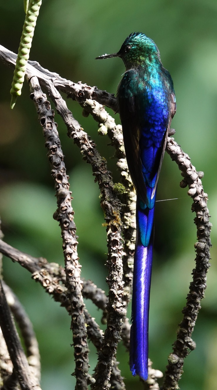 Long-tailed Sylph3