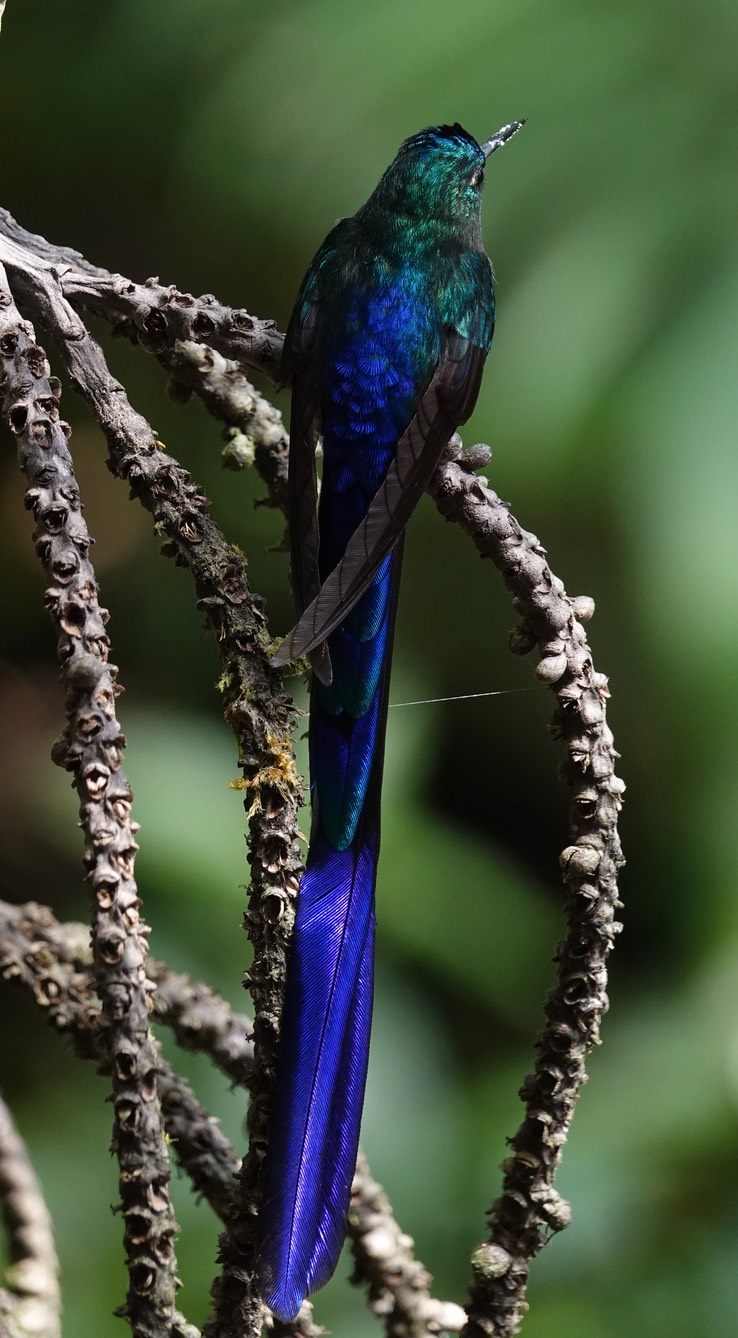 Long-tailed Sylph