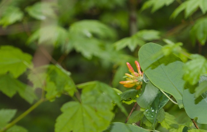 Lonicera ciliosa