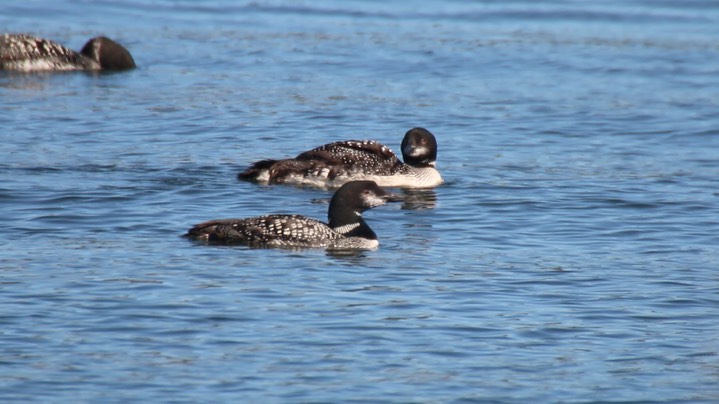 Loon, Common (Oregon) 3