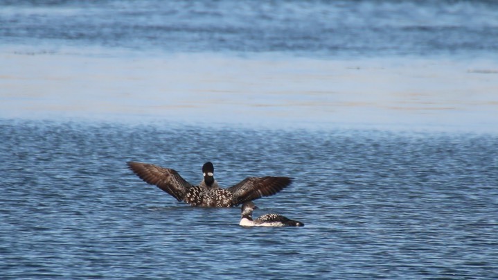 Loon, Common (Oregon) 5