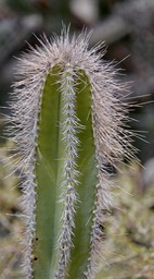 Lophocereus schottii, Old Man Cactus, Bahia de los Angeles, Baja California