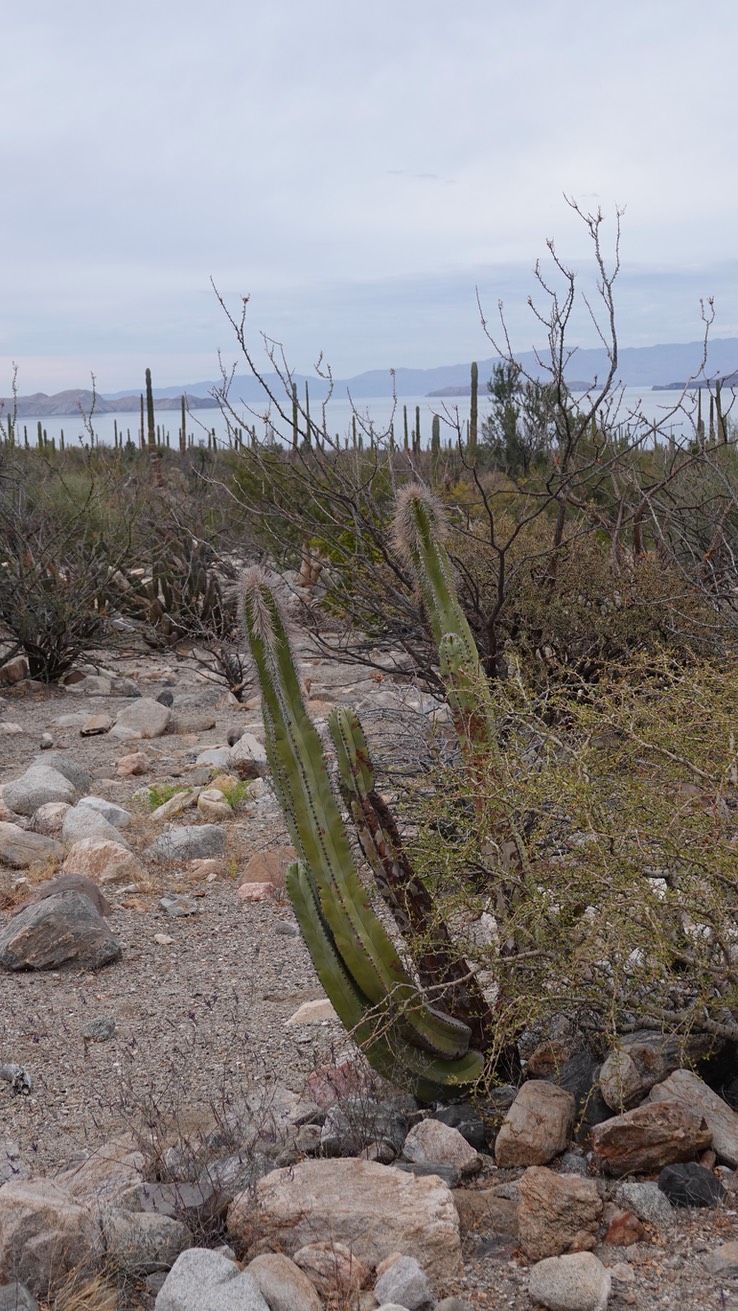 Lophocereus schottii, Old Man Cactus, Bahia de los Angeles, Baja California (1)