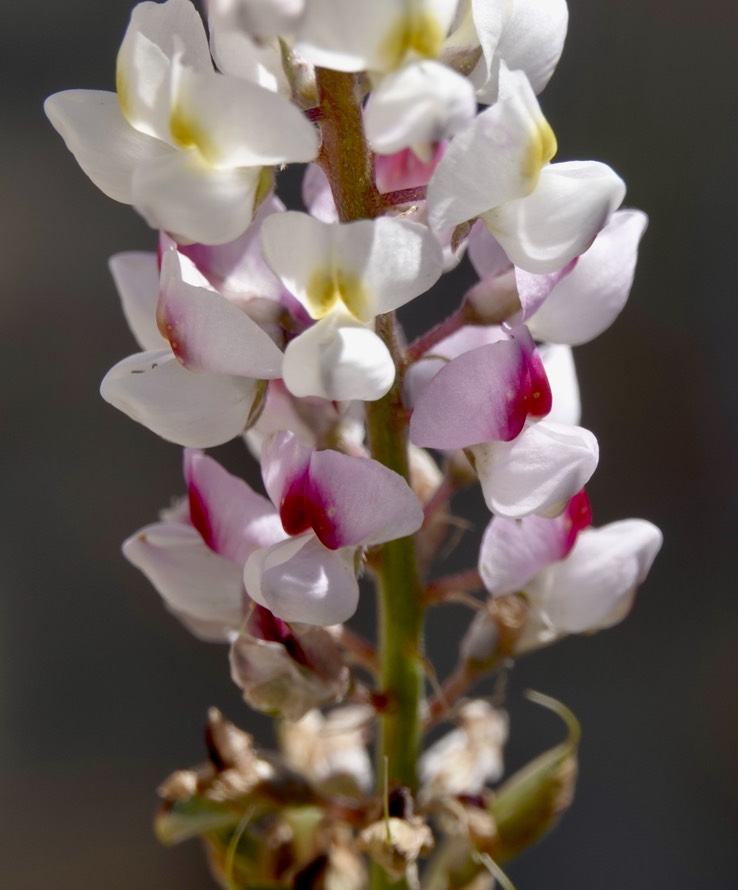 Lupinus, Baja California3