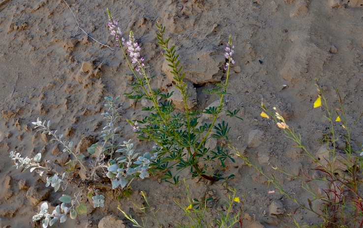 Lupinus, Baja California