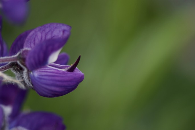 Lupinus sp. Rowena Dell, Columbia River Gorge, Oregon2