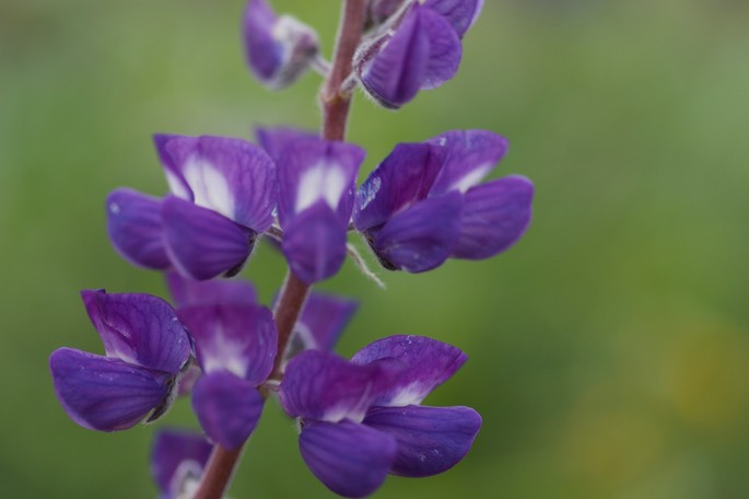 Lupinus sp. Rowena Dell, Columbia River Gorge, Oregon1