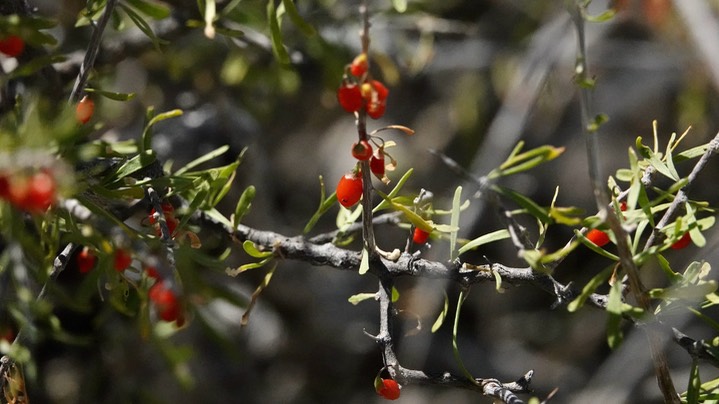 Lycium berlandieri , Berlandier's Wolfberry  2