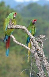 Macaw, Military - Ara militaris - Jalisco, Mexico7