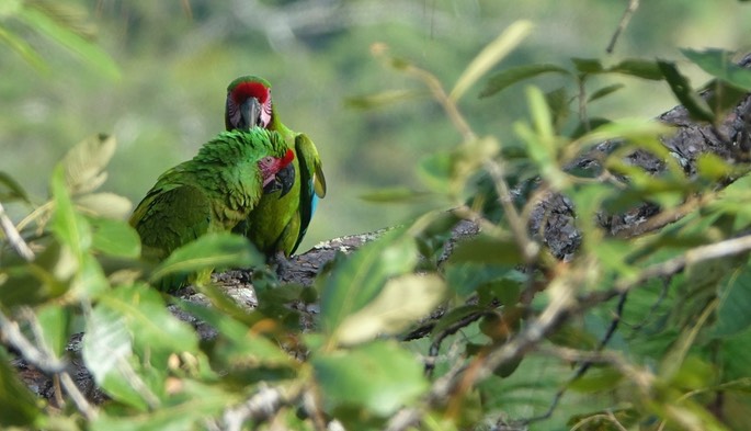 Macaw, Military - Ara militaris - Jalisco, Mexico4